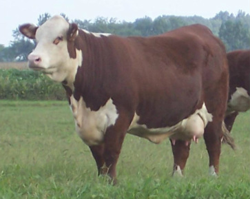 cow, polled hereford cow, cow calf, cow in production, hereford