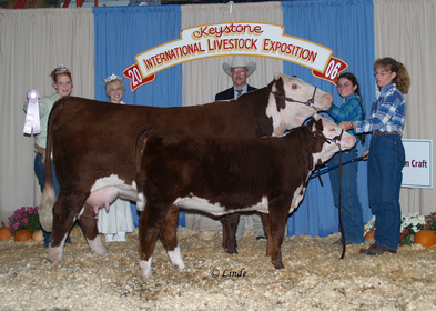 show heifer, show cattle, champion, national, grand champion, cow/calf, cow calf, show, cattle show, banner