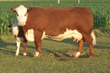 donor cow, hereford, show heifer, cow calf, cow/calf, udder, red and white