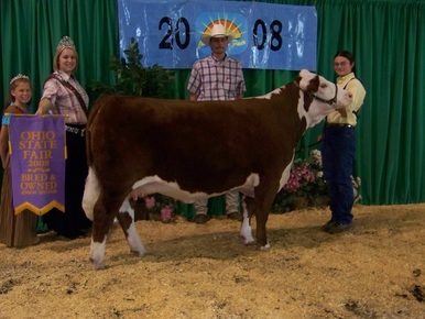 show heifer, ohio state fair, heifer, show cattle, cattle show, banner, champion