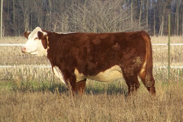 show heifer, cow, female, hereford female, cattle production, hereford, polled hereford